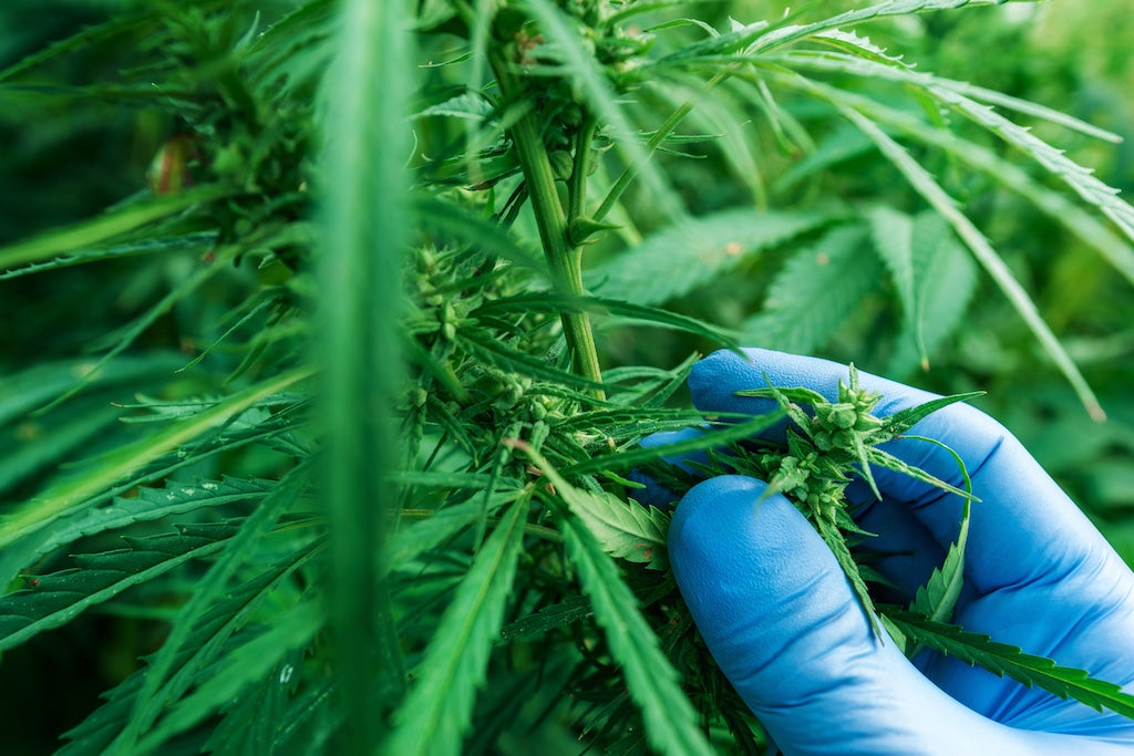 The Importance of Third-party Lab Testing for Cannabis Products