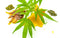 Concentrates vs. Flower: Why Concentrates Are the Clear Winner.